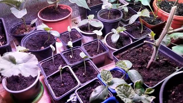 Замерзшую рассаду томатов можно восстановить ! смотреть онлайн