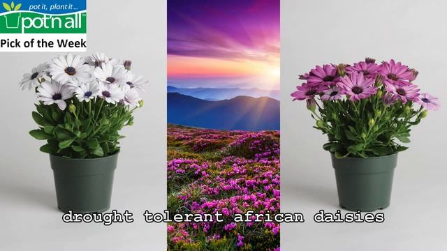 Osteospermum Akila Range: Pick Of The Week 29th June-4th July смотреть онлайн