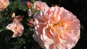 Роза Dames de Shenonceau (Дам де Шенонсо) Delbard 2002.