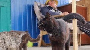 Что делать если укусила кошка? Опасны ли укусы кошки? Можно ли заразиться бешенством от укуса кошки