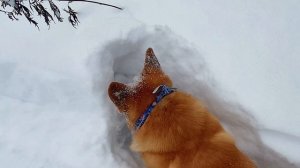 Швырнуть и закопать. Найти и достать. Мяч из сугроба.