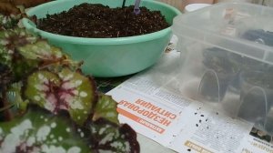 КОМНАТНЫЕ РАСТЕНИЯ.ПЕРЕСЖИВАЮ ДЕТКИ ДЕКОРАТИВНО-ЛИСТВЕННЫХ БЕГОНИЙ. ПЕРВАЯ ПИКИРОВКА БЕГОНИЙ, ПРИМУ