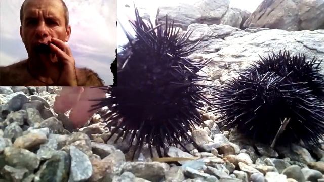 ⚓ Ловим дальневосточного чёрного морского ежа ? и кушаем его икру ? смотреть онлайн