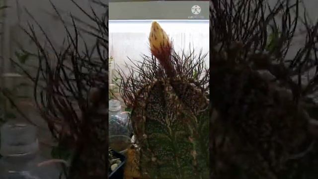 Кактусы. Уход. Зимовка. Цветение.Что нужно чтобы кактусы цвели. Моя коллекция кактусов.