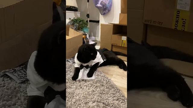 Тайсон — джеМПельмен смотреть онлайн