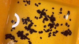 Теодоксус улитка в аквариум