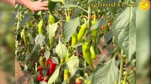 Описание и характеристика сортов перца Капра и Корсар