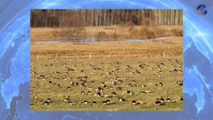 Экскурсионная среда - Гусиная столица России