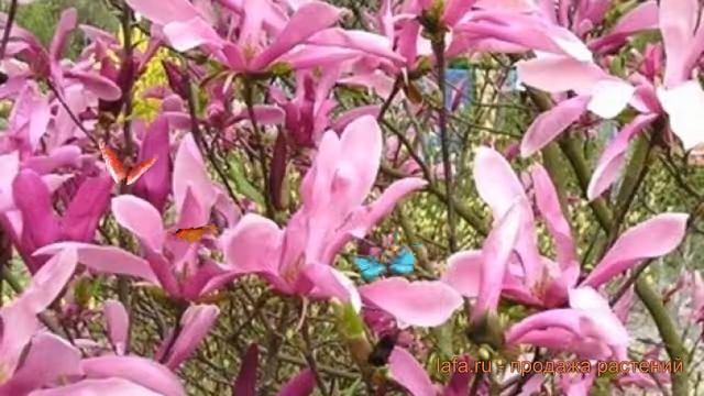 Магнолия гибридный Суланжа Сьюзан (magnolia) ? обзор: как сажать, саженцы магнолии Суланжа Сьюзан смотреть онлайн