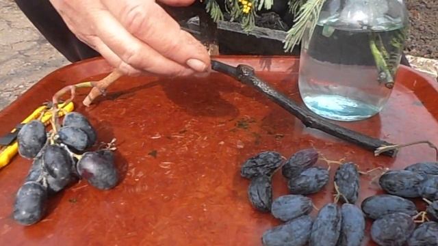 Виноград Сияна сохранился до 8 Марта смотреть онлайн