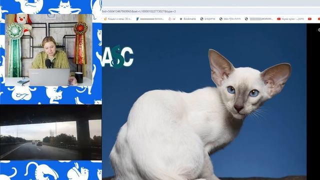 Короткошерстные активные породы кошек, Израиль. Серия 