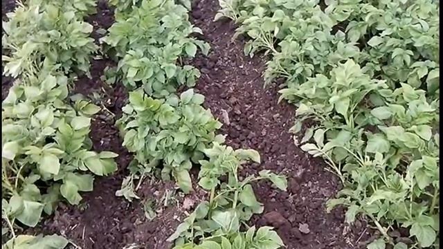 КАРТОШКА   окучивание  культиватором КРОТ