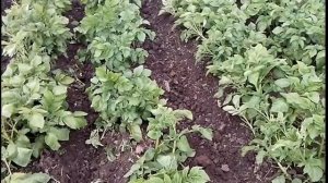 КАРТОШКА   окучивание  культиватором КРОТ