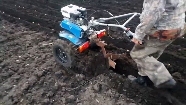 Посадка картофеля под окучник мотоблоком.