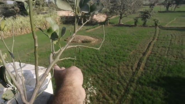 How To Grow Orange Plant In Pots.. It's All About Citrus Variety смотреть онлайн