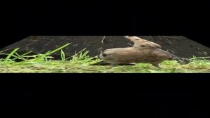 Чудо птичка, клюв и мозг.