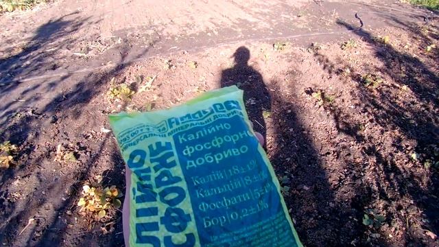 Готовим клубнику к зиме или Что нужно сделать чтобы урожай превзошел все ваши ожидания!