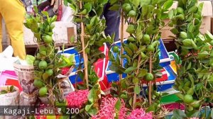 Flower Plants Market Visit | Crepe Myrtle Plant Allamanda Cathartica Plant Murraya Paniculata Plant