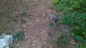 Как поймать сову?