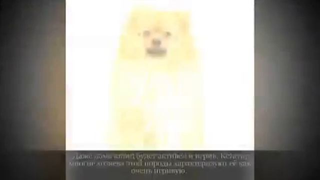 Маленькие породы собак ПОМЕРАНСКИЙ ШПИЦ