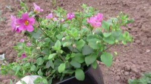 Бакопа: садовый цветок для вазонов и грунта, цветущий волнами