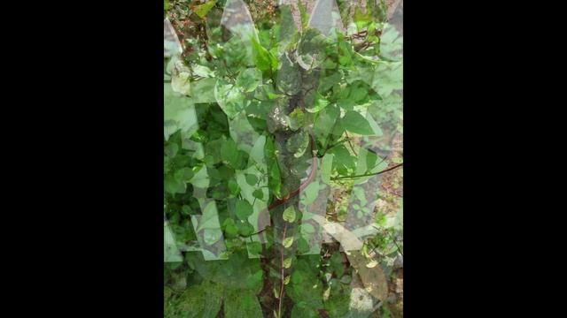 БАЗЕЛЛА (BASELLA) сем. Базелловые смотреть онлайн