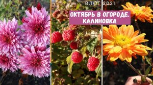 Калиновка в октябре ❘ Сад и огород
