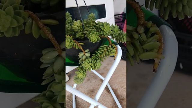 Coleção de #suculenta смотреть онлайн