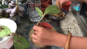 How to propagate your Hoya | bagaiman menyebarkan Hoya anda 호야 케리 | Хойя Керри