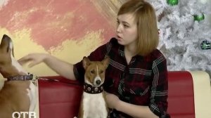 Знакомство с питомцами: африканская нелающая собака басенджи (24.12.15)