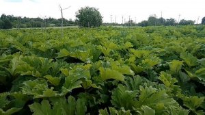 Борщевик. Июнь 2023