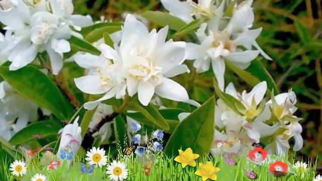 Чубушник (жасмин садовый) лемуана Очарование ? Посадка. саженцы чубушника (жасмина садового) смотреть онлайн