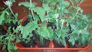 АМПЕЛЬНАЯ ВЕРБЕНА