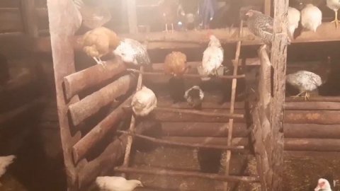 Цыплят по осени считают.Подвожу итоги.#деревенскаяжизнь #хозяйство #домашниеживотные #курицы