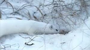 Горностай. Хищник от которого не скрыться