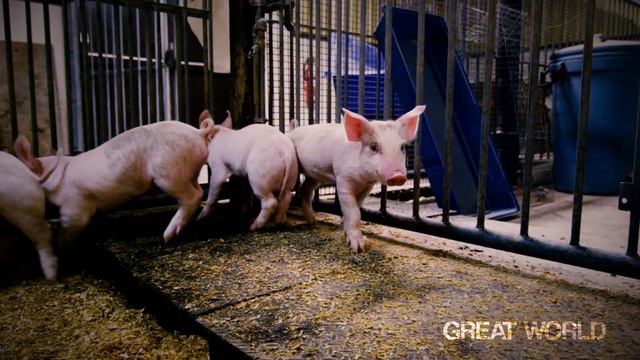 PIGS - Great World смотреть онлайн