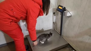 Кошка Боня на приёме у ветеринара. Осмотр и прививка.