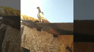 Венгерские голуби. Кормешка. Разные виды венгерских голубей