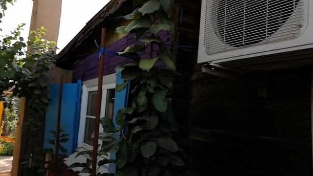 Колоновидная яблоня. Правильная посадка колоновидных яблонь и колоновидных груш.