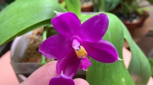 差点被埋没的美丽花朵Phalaenopsis Shingher Pure Love