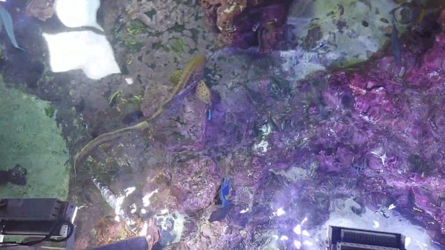 Аквариум Генуи — крупнейший аквариум в Италии и второй по величине в Европе смотреть онлайн