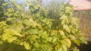 СМОРОДИНА. Летняя обрезка смородины. Санитарная и формирующая обрезка.