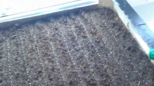 Бегония вечноцветущая от посева до пикировки