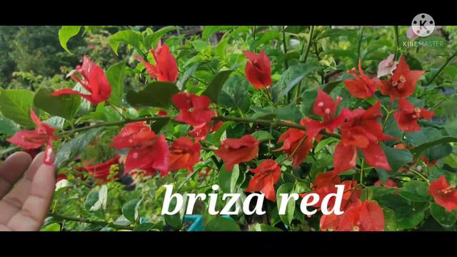 LIST OF SOME BOUGAINVILLEA VARIETIES смотреть онлайн