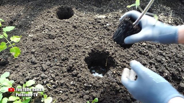 ВСЕГДА ВНОШУ ЭТО В ЛУНКУ ПОД ТОМАТЫ! ТОМАТЫ ПЛОДОНОСЯТ ДО МОРОЗОВ И НЕ БОЛЕЮТ смотреть онлайн