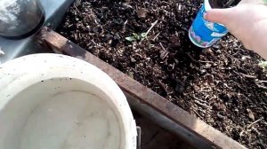 Посадка томатов в теплицу. Ленинградская область.