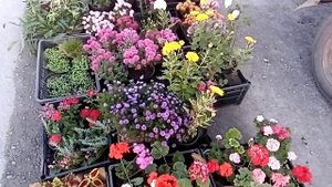 Торговля цветами осенью. Выехала на осенний рынок ????