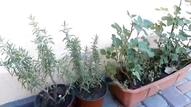 Мои изменения и новинки. Садовые орхидеи,кардиокринум и другое смотреть онлайн