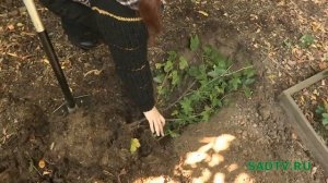 Смородина / Как из старого куста смородины получить много новых