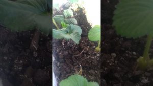Мой первый эксперимент выращивания клубники в горшках дома